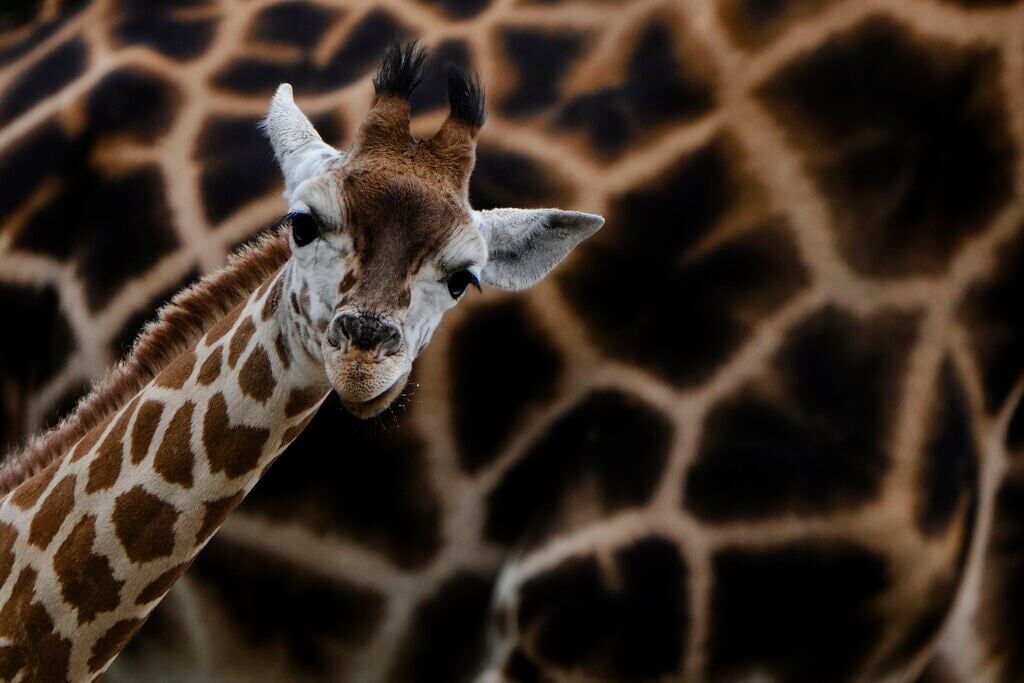 APTOPIX Germany Zoo Giraffes